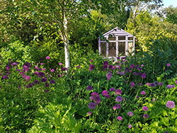 allium blooms in Kings Heath Garden